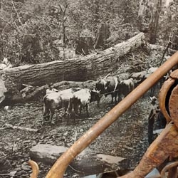 Lumber Oxen